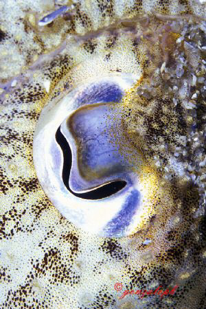 Eye by Gonzalo Perez 