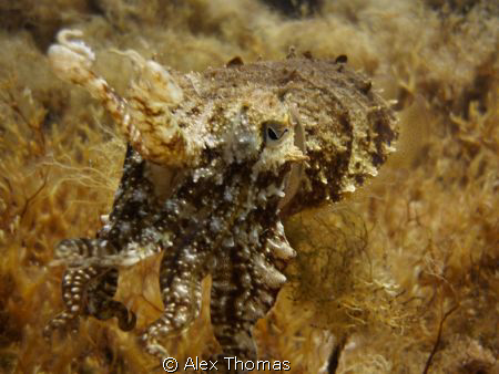 CuttleFish by Alex Thomas 
