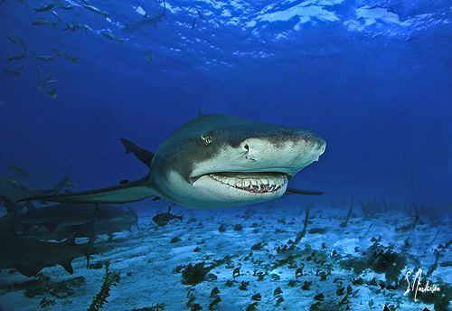 Lemon Sharks are always present at Tiger Beach and always... by Steven Anderson 