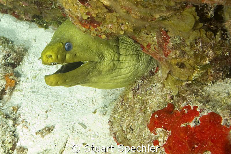 Whatever you're selling, I don't want any.  Huge green Mo... by Stuart Spechler 