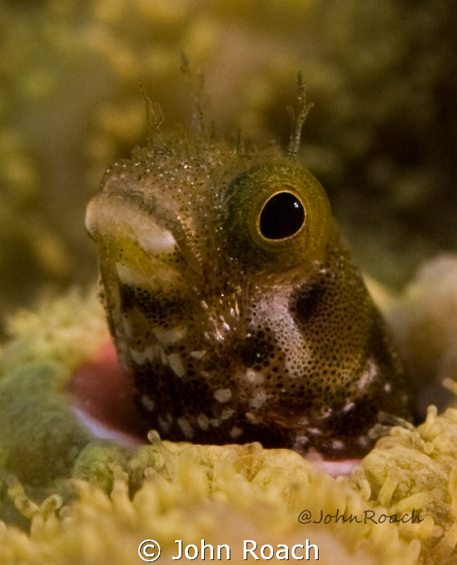 Acanthemblemaria maria " Secretary Blenny" by John Roach 