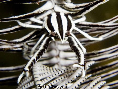 Squat Lobster, g12 + UCL165 by Jun Tagama 