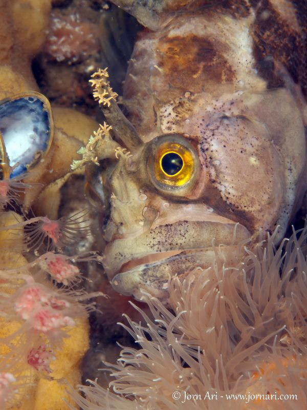 Yarrell's blenny (Chirolophis ascanii)
105mm macrolens by Jorn Ari 