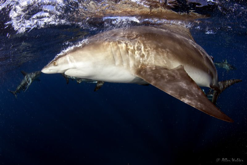A pretty cool picture of a black Tip shark turning as soo... by Allen Walker 