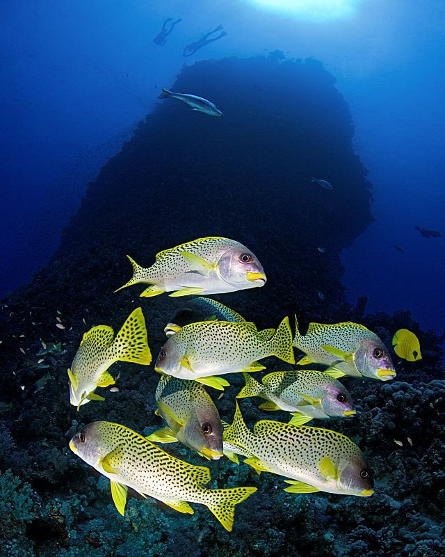 "Sweetlips and Habili"
 
A liitle group of sweetlips in... by Henry Jager 