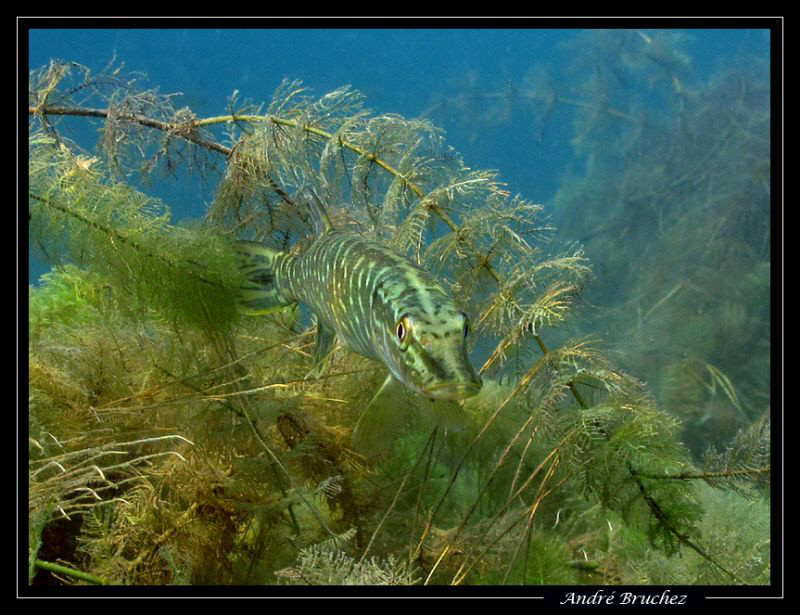 brochet juvénile fondu dans le décor.... by André Bruchez 