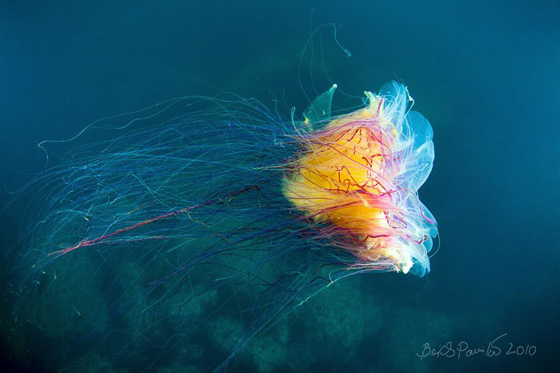 Lion's Mane Jellyfish 
 by Boris Pamikov 