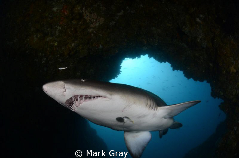 GNS in the Cod Hole part II by Mark Gray 