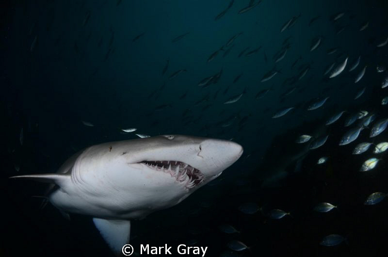 Clean Teeth by Mark Gray 