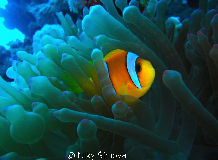 Nemo by Niky Šímová 