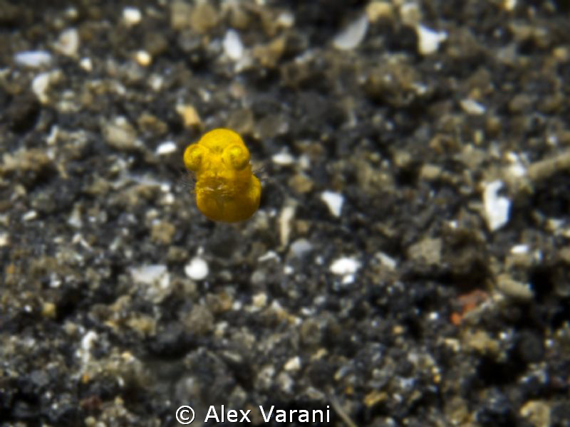 Alien in Lembeh.
Dimension 4 mm, deph 10 mt.
Anyone cou... by Alex Varani 