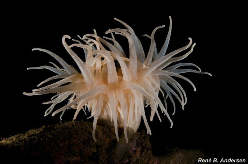 anemone by Rene Andersen 