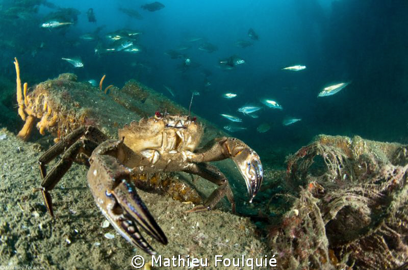 this morning on artificial reef_Agde_France by Mathieu Foulquié 