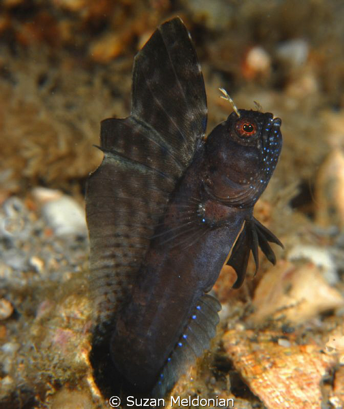 Sailfin Blenny in full sail. by Suzan Meldonian 