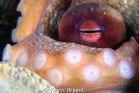 They seem to generally be shy about showing their pretty ... by Kevin Bryant 
