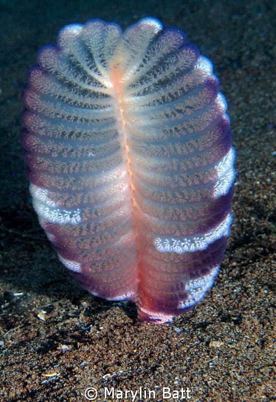 Sea Pen sprouting out of the muck by Marylin Batt 
