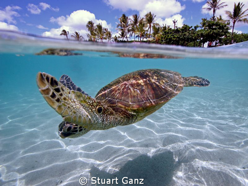 Turtle over/under, taken with Canon 20D W/10-22 MM lens i... by Stuart Ganz 