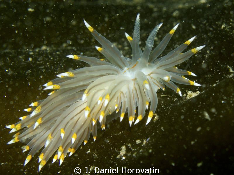 Juvenile Opalescent Nudibranch traversing a seaweed leaf. by J. Daniel Horovatin 