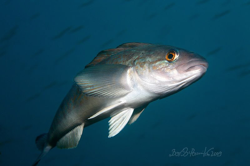 arabesque greenling EF100mm f/2.8 Macro USM by Boris Pamikov 