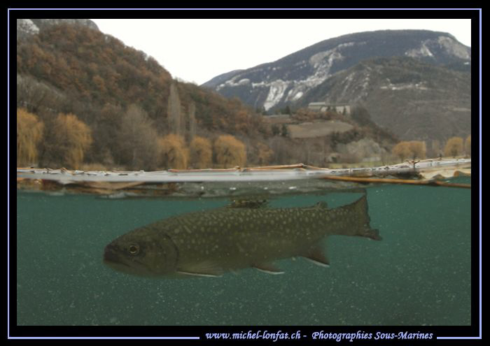 A Brook trout, brook charr under the ice... :O)... by Michel Lonfat 