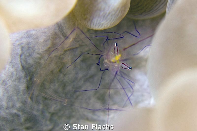 Bubble shrimp by Stan Flachs 