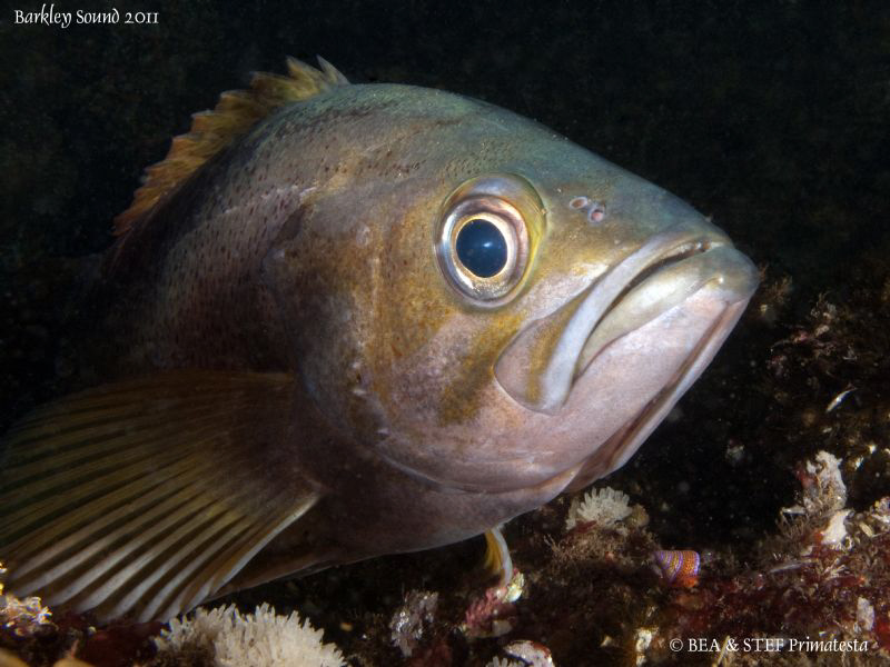 Canary rockfish (Sebastes pinniger) by Bea & Stef Primatesta 