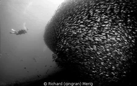 Space Walk / Facing a breathtaking huge school of green j... by Richard (qingran) Meng 