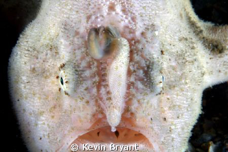 Oddly, ran across this guy on the same dive as with the p... by Kevin Bryant 