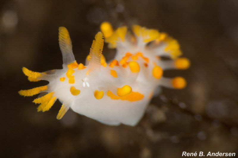 nudi by Rene Braband Andersen 