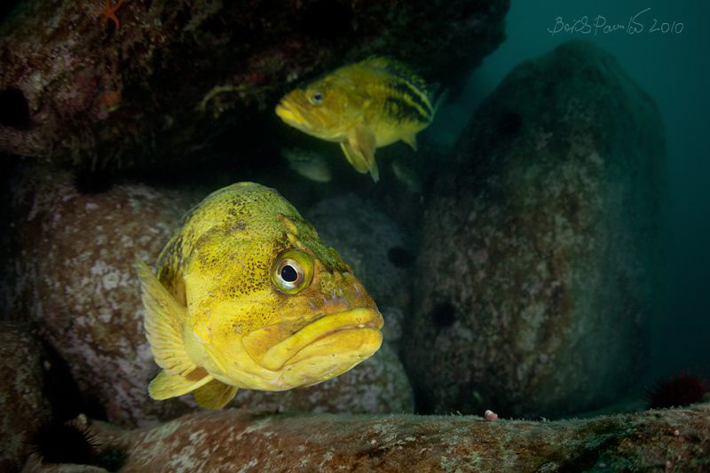 silent inhabitants of stone ruins of Petrova island
/ th... by Boris Pamikov 