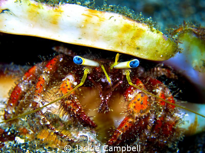 Eye contact.
Ole Blue eyes, hermit crab
Canon s90, dual... by Jackie Campbell 
