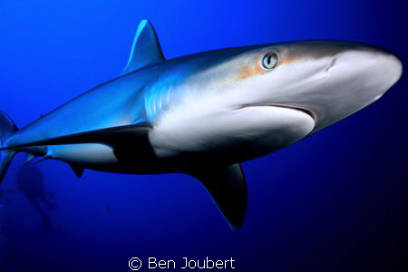 Little too close for comfort by Ben Joubert 