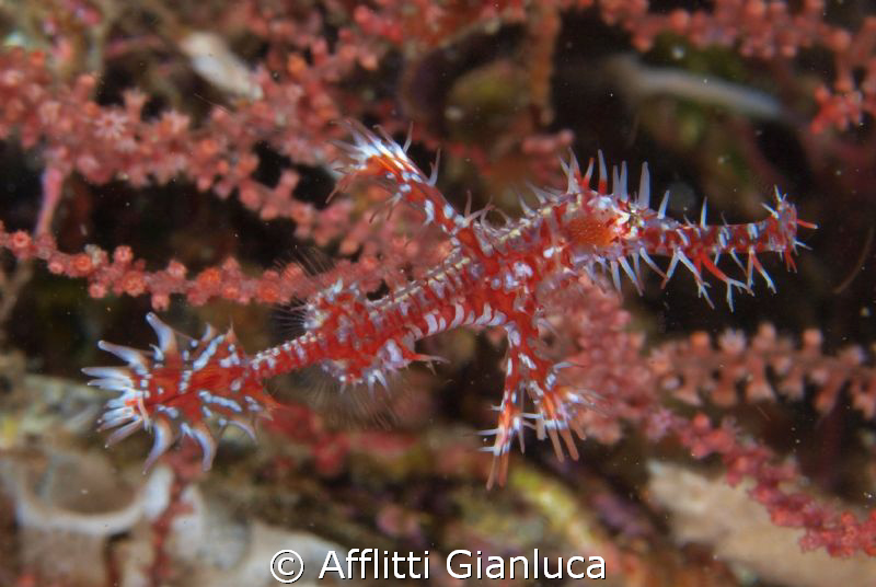 red ghost by Afflitti Gianluca 