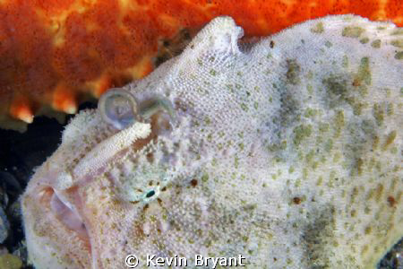 Might he have thought that he was wearing his orange outfit? by Kevin Bryant 