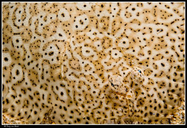 Flounder... by Dray Van Beeck 