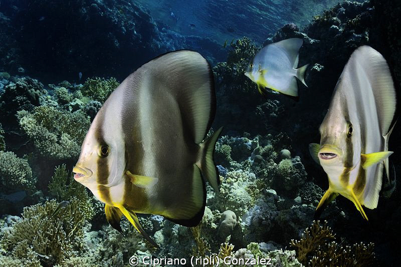 Batfish family. Ras Mohamed by Cipriano (ripli) Gonzalez 