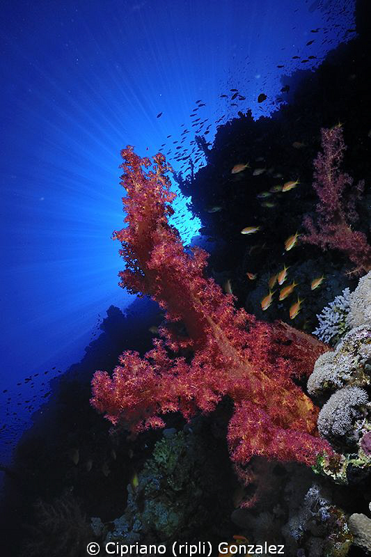sun over the reef by Cipriano (ripli) Gonzalez 
