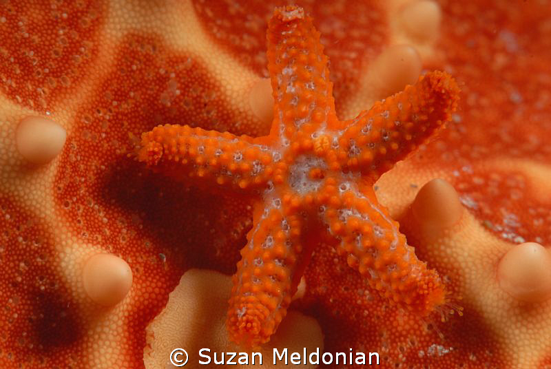 Baby Star on Star- who knew?

Two weeks ago we saw some... by Suzan Meldonian 
