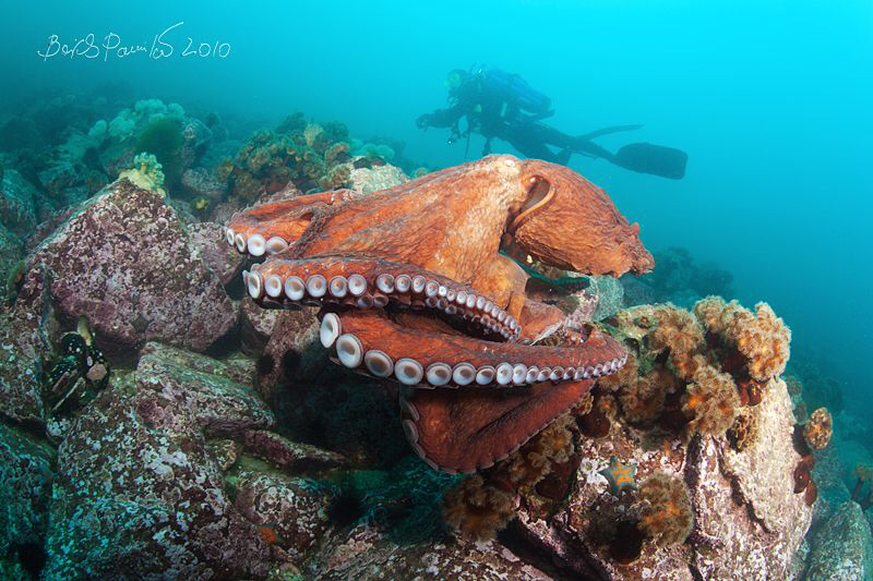 "Hey, I'm here..."
/ Giant octopus Dofleini (2) by Boris Pamikov 