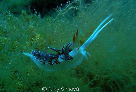 Cratena peregrina by Niky Šímová 