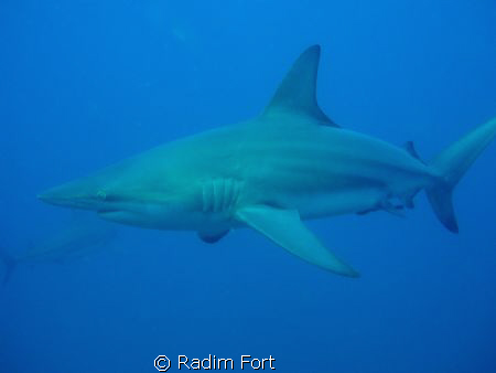 žralok černocípý-blacktip by Radim Fort 