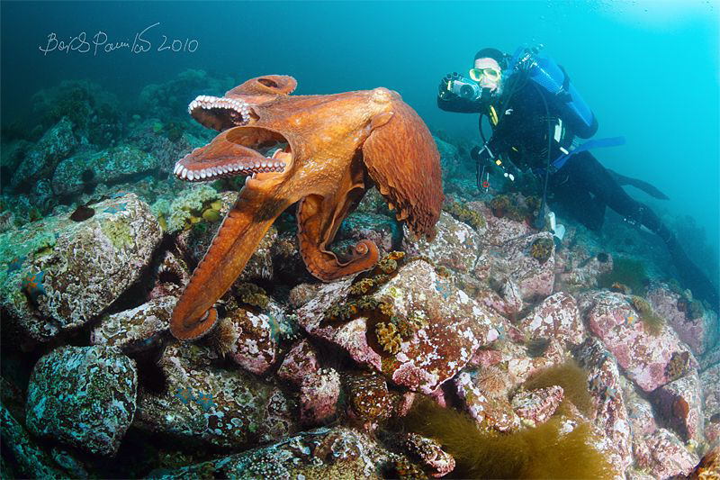 "... Take me a picture...please"
/ Giant octopus Doflein... by Boris Pamikov 