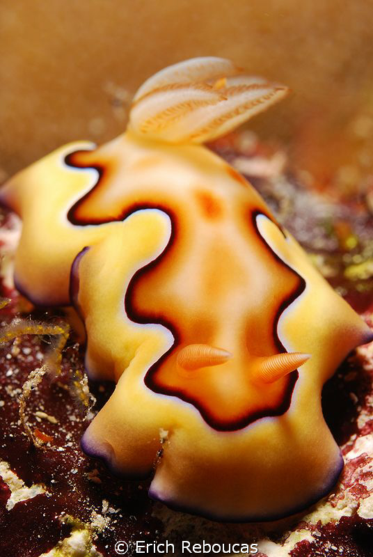 Chromodoris Coi, no cropping. by Erich Reboucas 