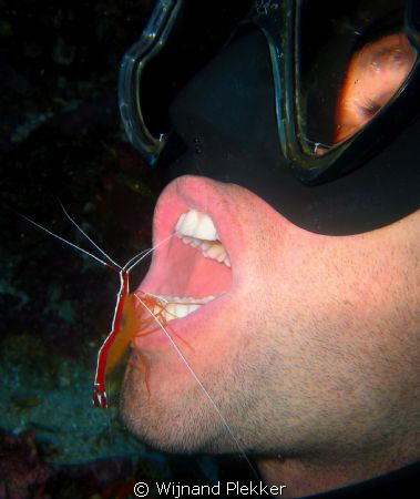 Fresh shrimp by Wijnand Plekker 