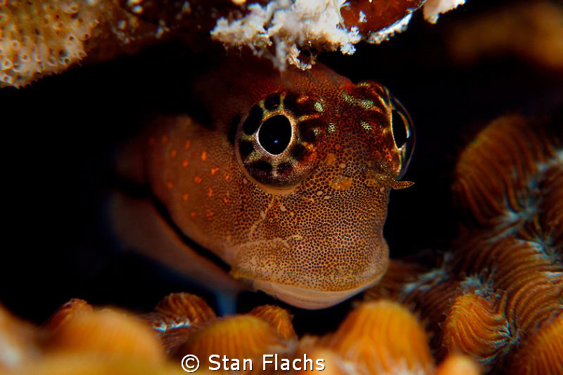 Hiding blenny by Stan Flachs 