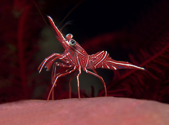 Hinge-back Shrimp, Tulamben by Doug Anderson 