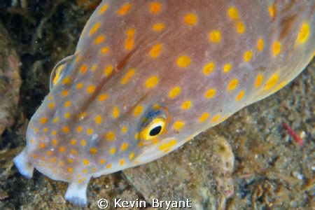 These guys seem to never stop moving. . . by Kevin Bryant 