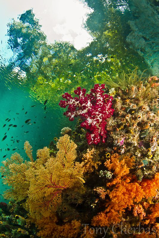 The Passage, Raja Ampat by Tony Cherbas 