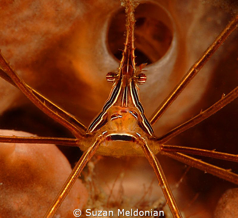 Yellowline Arrow crab close up. by Suzan Meldonian 