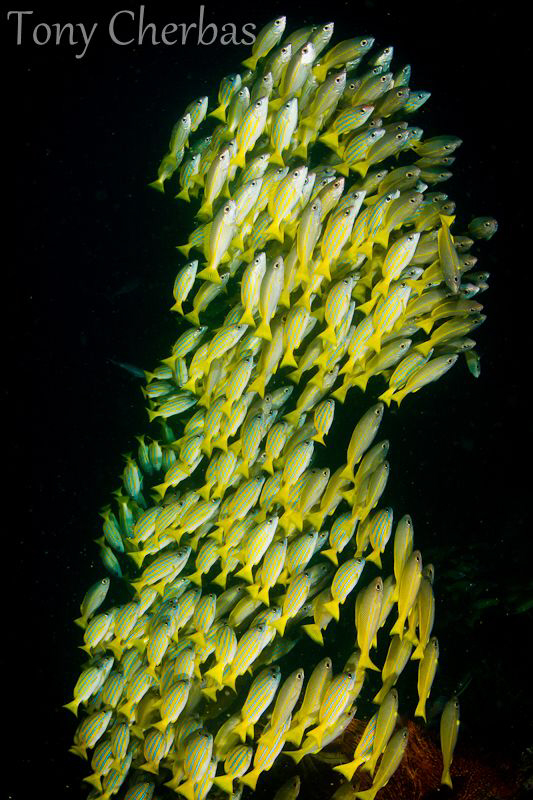 Leaning Tower of Snapper by Tony Cherbas 